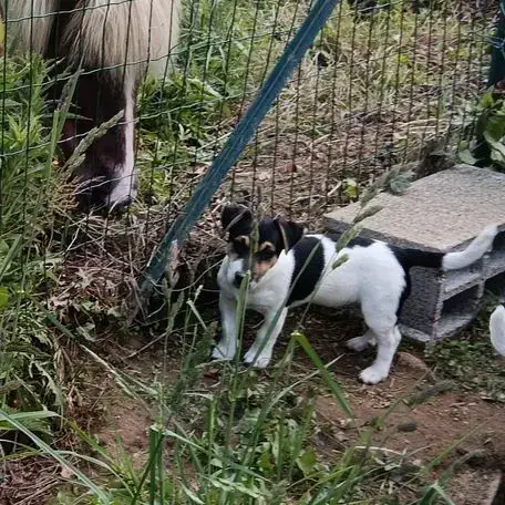 Adorable Chiot Jack Russel Cherche Famille