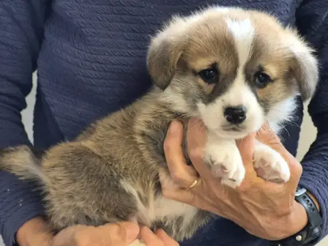 Welsh Corgi Pembroke  B... De Paline