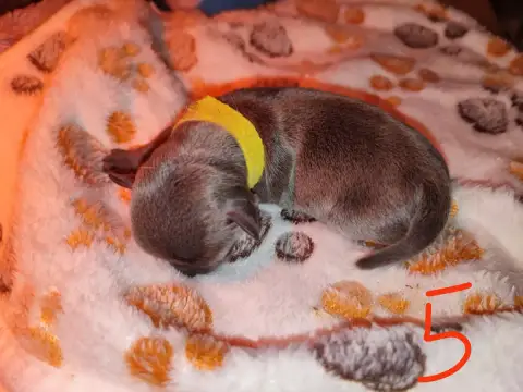 Chihuahua  Chiot 5 Du Gang Des Calinounoux