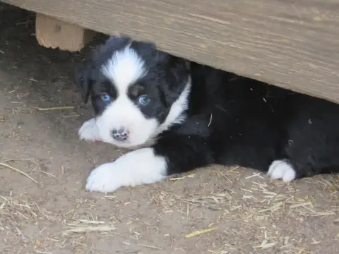 Berger Australien 
                        Chiot N°5  2dbbb photo 2