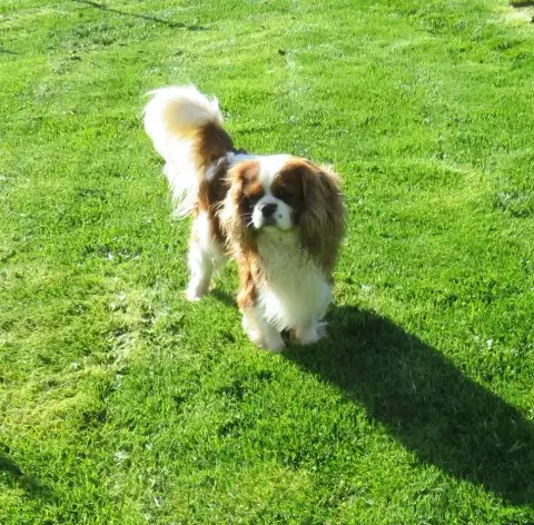 Cavalier King Charles Spaniel photo 2