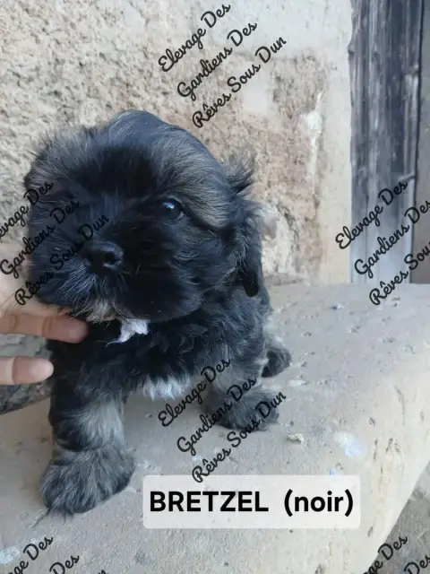 Lhassa Apso  Breitzel Des Gardiens Des Reves Sous Dun 68d2f photo 2