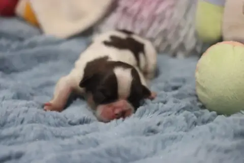Shih Tzu  Boris De La Ferme Des Mottes