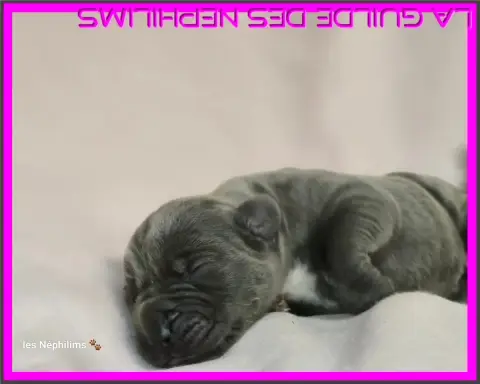 Dogue Allemand  Baby Burlesque De La Guilde Des Néphi 6633a photo 3