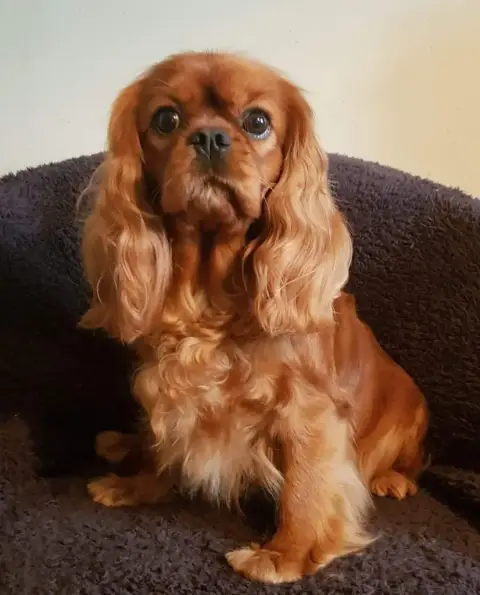 Cavalier King Charles Spaniel  B .....Collier Bleu De 792d7 photo 3
