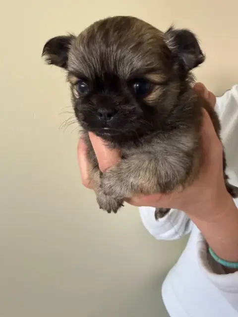 Chihuahua  Bella Des Petits Trésors Mexicains