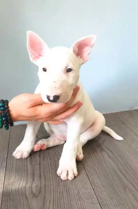 Bull Terrier  Bad Romance Tale Of Love