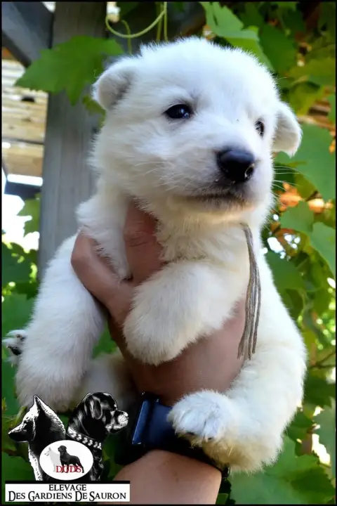 Berger Blanc Suisse