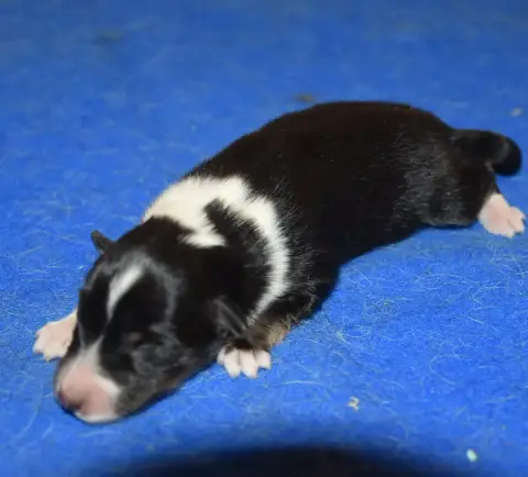 Shetland Sheepdog photo 2