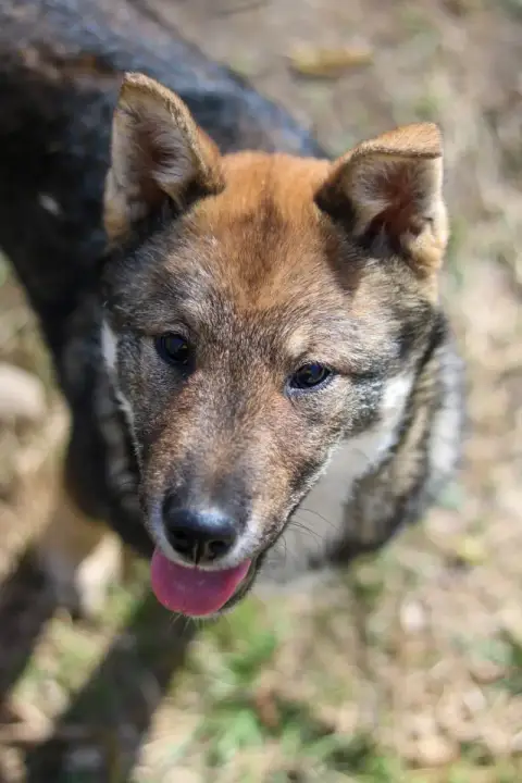 Shikoku  Akane Nihon No Inu