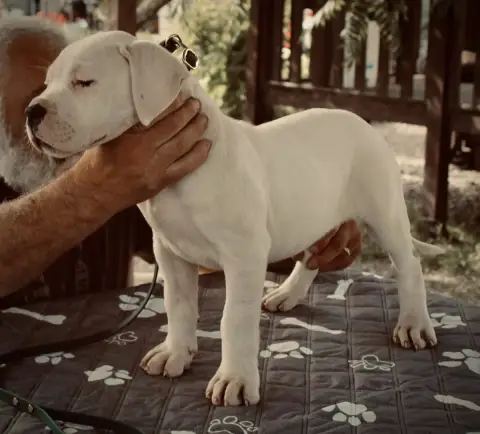 Dogo Argentino  B... Del Sueño Latino Del Sueno Latin f66aa