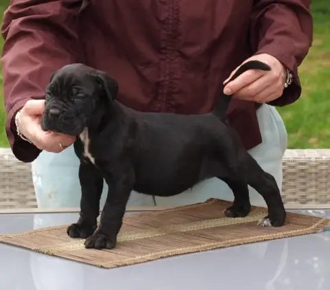 Cane Corso  Chiot N°3 From Russians Traditions photo 3