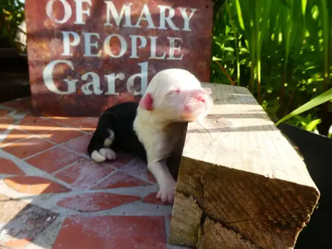 Bobtail  Chiot 6 Of Mary People photo 2