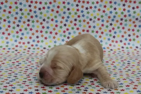 Cocker Spaniel Anglais  Male Fauve Clair Of Caniland' aeca4