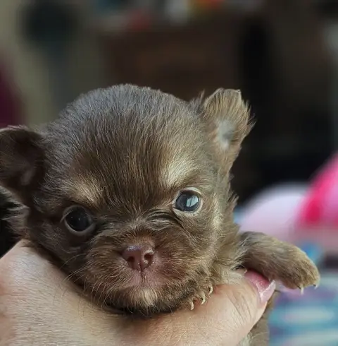 Chihuahua  Bijoux Of Little By Little