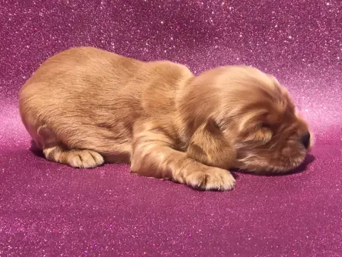 Cocker Spaniel Anglais