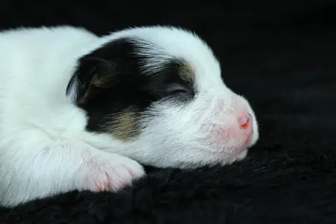 Parson Russell Terrier  Chiot 4 Des Very Important Pa f302a