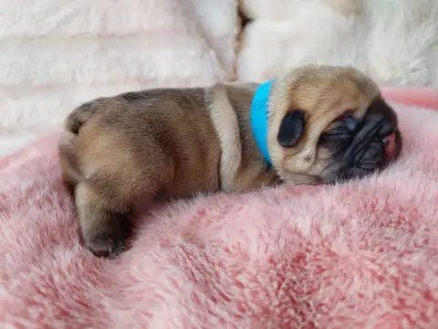 Bouledogue Français  Chiot N°2 De La Lignee Des Clown 95824
