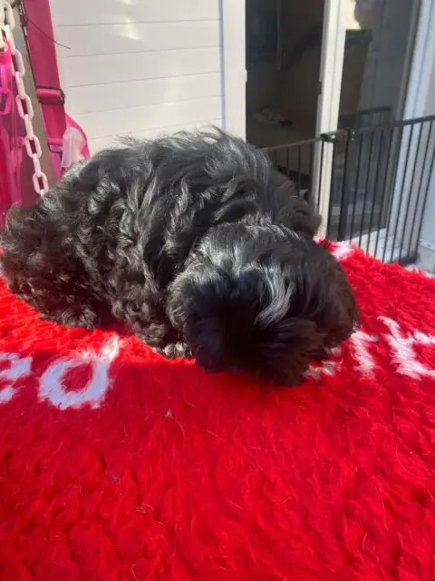 Shih Tzu  Andy photo 3