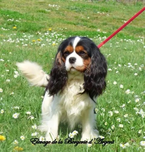 Cavalier King Charles Spaniel  Chiot N°3 Des Collines f6102 photo 2