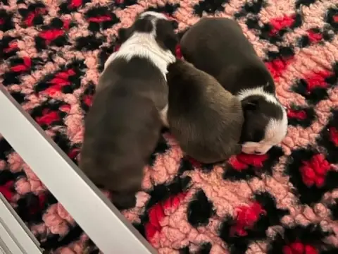 Boston Terrier photo 2