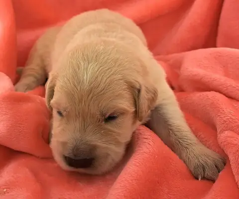 Golden Retriever  Baloo photo 3