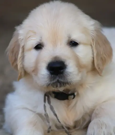 Golden Retriever  M Gris Des Grenouillettes Du Vexin 60626