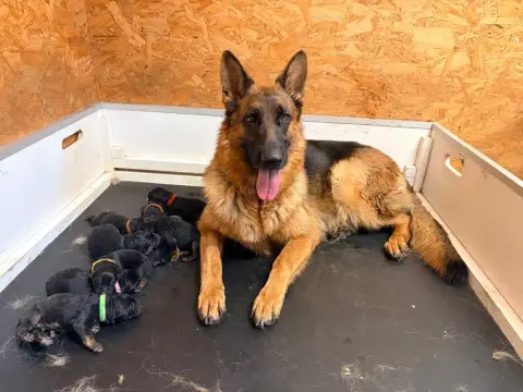 Berger Allemand  Chiot 5 Du Vent De Traverse