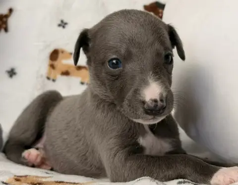 Whippet  Bruce- photo 3