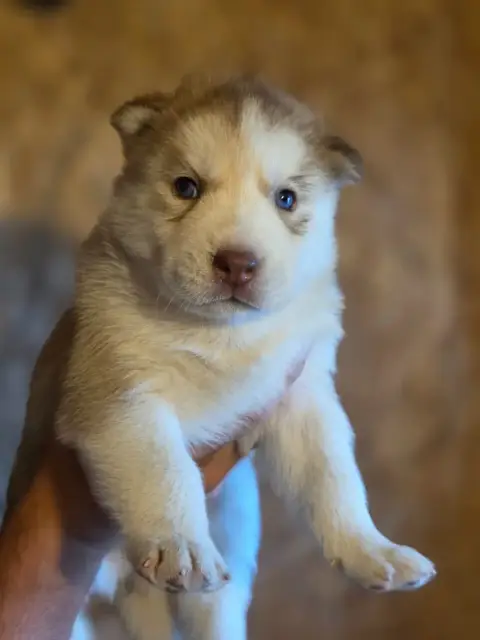 Siberian Husky  Chiot 3