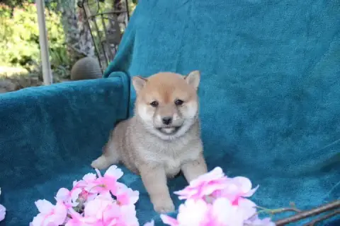 Shiba  Collier Bleu Roi Des Terres De Légendes