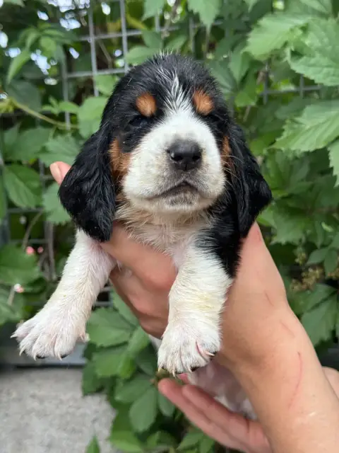 Basset Hound  Basile Collier Noir Tricolore Du Bercea af1e4