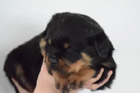 Rottweiler  Male Vert Of Passion Amstaff