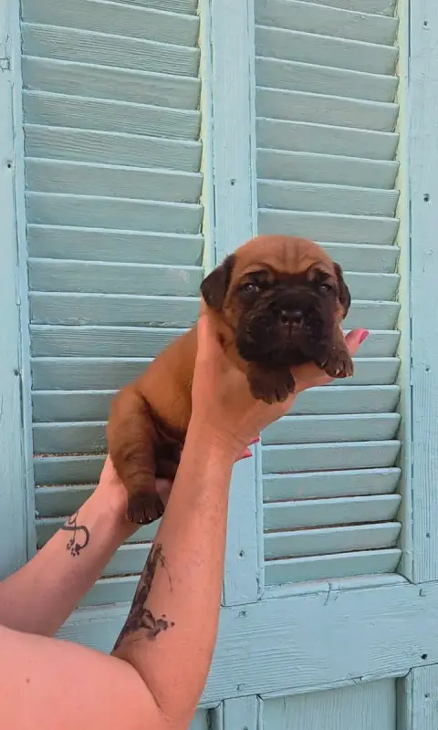 Dogue De Bordeaux 
                        Chiot N°1  91faf