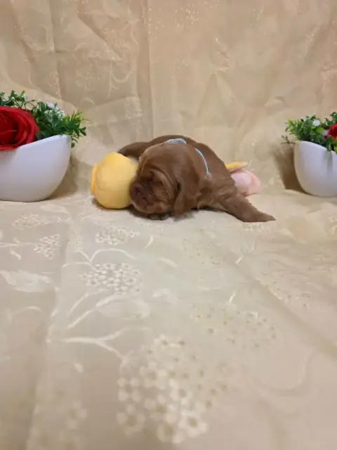 Cocker Spaniel Anglais 
                        B.... 6dbaf photo 3