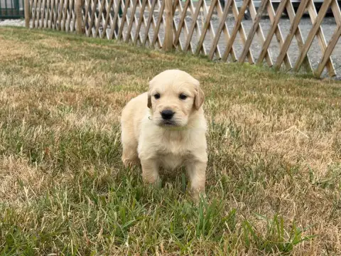 Golden Retriever 
                        Mâle Collie 27c8a