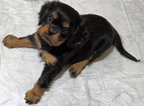 Cavalier King Charles Spaniel  Chiot N°1 Vom Der Rite 89571