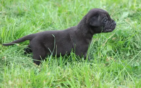 Cane Corso  Chiot N°6 photo 2
