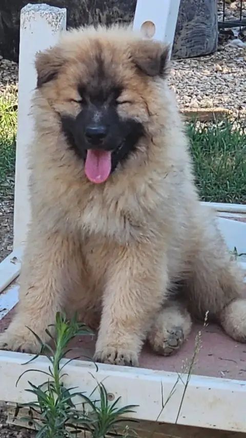 Eurasier photo 3