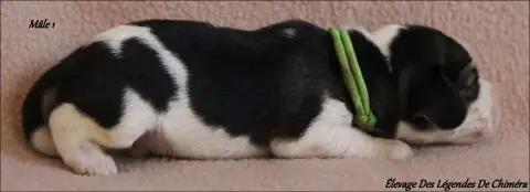 Beagle  Mâle 1 -