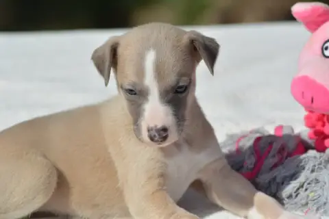 Whippet  Chiot 3 Du Haras Eclair Horside'Whip