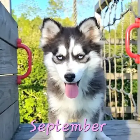 Chiot Type Pomsky