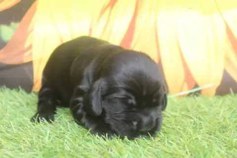 Cocker Spaniel Anglais  Femelle Noire Of Caniland'S D d2133