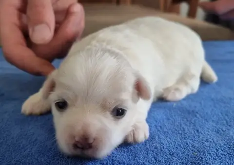 Coton De Tulear  Chiot N°1 Des Hirondelles Du Voyage 723ec photo 3
