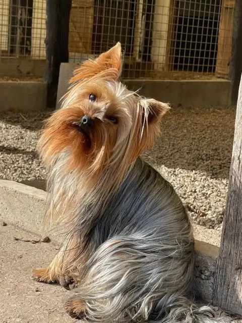 Yorkshire Terrier  Chiot N°2 Du Moulin De Madjurie photo 2