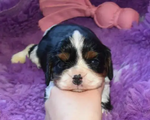 Cavalier King Charles Spaniel  Chiot 1 B............. 02a51