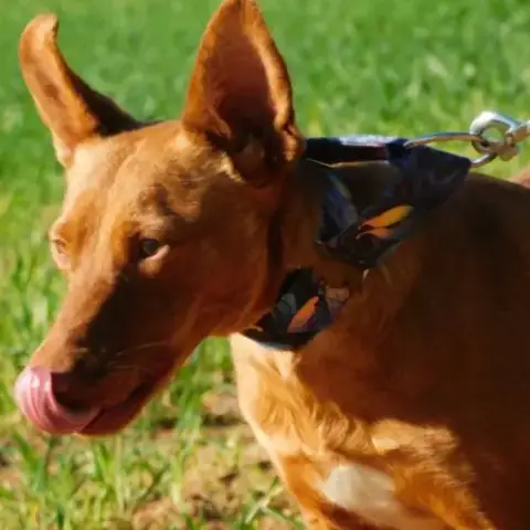 Promisse Adorable Petite Podenca À Adopter