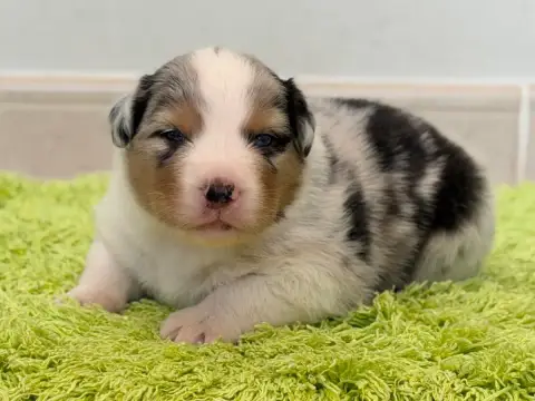 Berger Australien  Chiot 7 Au Royaume Des Jolies Perl 53a58