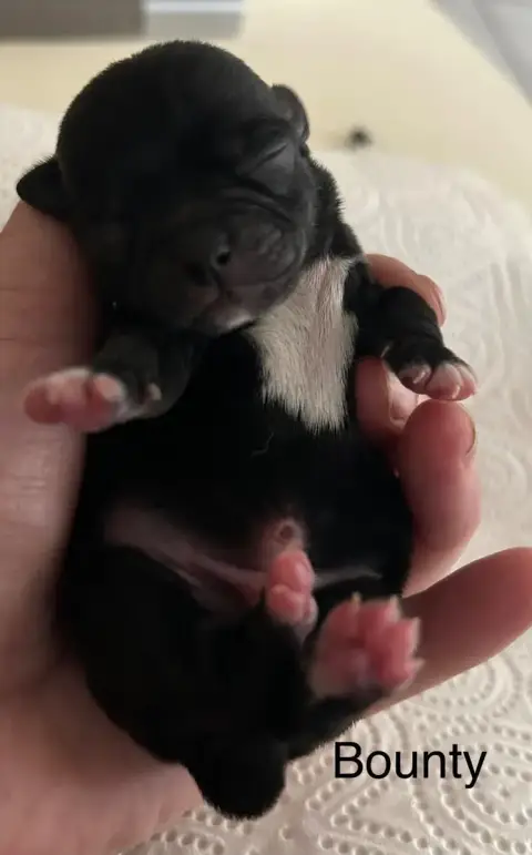 Chihuahua  Bounty Des Rois Du Monde photo 2