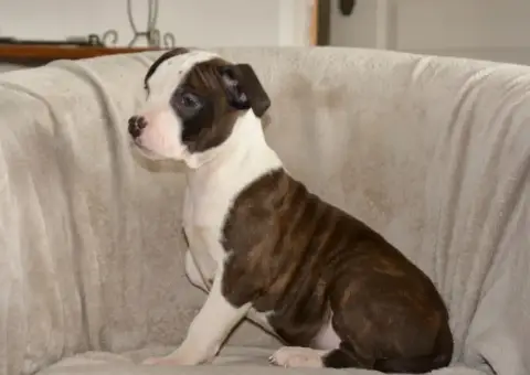 American Staffordshire Terrier  Baïko Ultimate Truth 6c9e0 photo 2